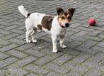 Jack Russel, Dekreu ( niet te koop ) €100,--, Dieren en Toebehoren, Honden | Jack Russells en Terriërs, Jack Russell Terriër, Reu