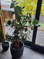 Ficus kamerplant in pot, Ophalen, Ficus, 100 tot 150 cm, Halfschaduw