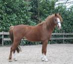 Lieve 3-jarige b pony, Dieren en Toebehoren, Pony's, Gechipt, Ruin, Springpony, Zadelmak