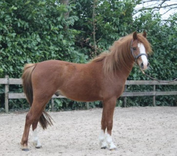 Lieve 3-jarige b pony, Dieren en Toebehoren, Pony's, Ruin, Zadelmak, B pony (1.17m tot 1.27m), Springpony, 3 tot 6 jaar, Gechipt