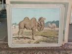 Schoolplaat Kameel - De Strune Leeuwarden, Antiek en Kunst, Antiek | Schoolplaten, Ophalen, Natuur en Biologie