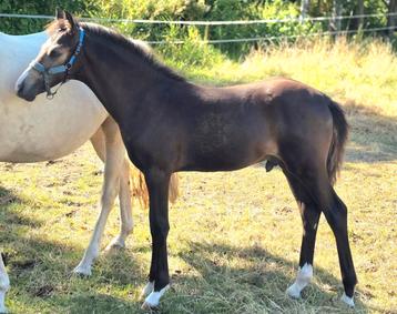 ### NU VOOR €2000 Super mooie valk NRPS jaarling hengst ### beschikbaar voor biedingen