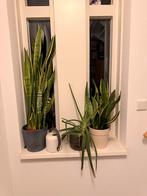Diverse kamerplanten exclusief pot, Huis en Inrichting, Ophalen, Vetplant, Halfschaduw, In pot