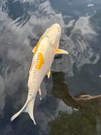 Japanse Koi Hariwake 38cm, Dieren en Toebehoren, Vissen | Vijvervissen, Karper of Koi