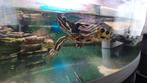 Geelwangwaterschildpad (6jaar), mannetje, Dieren en Toebehoren, Reptielen en Amfibieën, Met terrarium, Schildpad, 3 tot 6 jaar