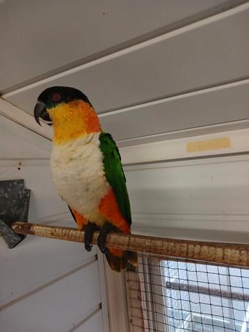 Zwartkop caiques pop beschikbaar voor biedingen