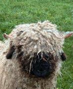 Walliser Schwarznase Ooi - stamboek, Dieren en Toebehoren, Vrouwelijk, Schaap