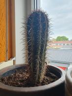 Grote cactus, Cactus, Minder dan 100 cm, Halfschaduw, Ophalen