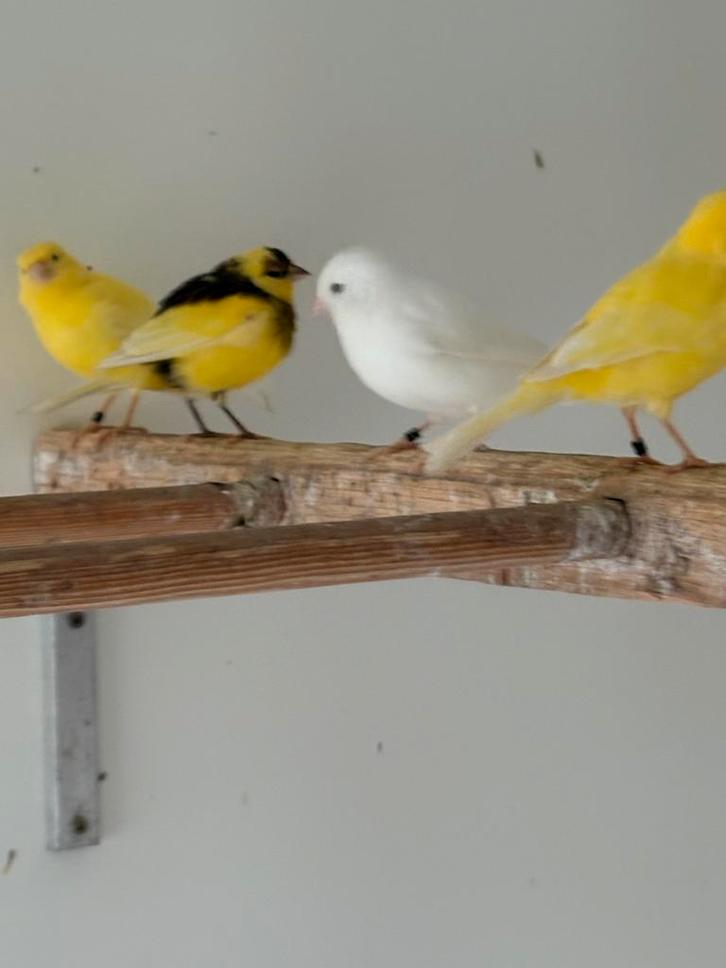 Zaterdagmorgen 1 nov in/ verkoop vogels Kampen, Dieren en Toebehoren, Vogels | Kanaries, Kleurkanarie, Meerdere dieren