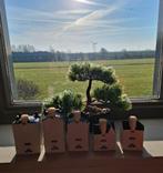 5 KLM huisjes 102, 103, 104, 105 en 106, Ophalen of Verzenden, Nieuw, Gevuld