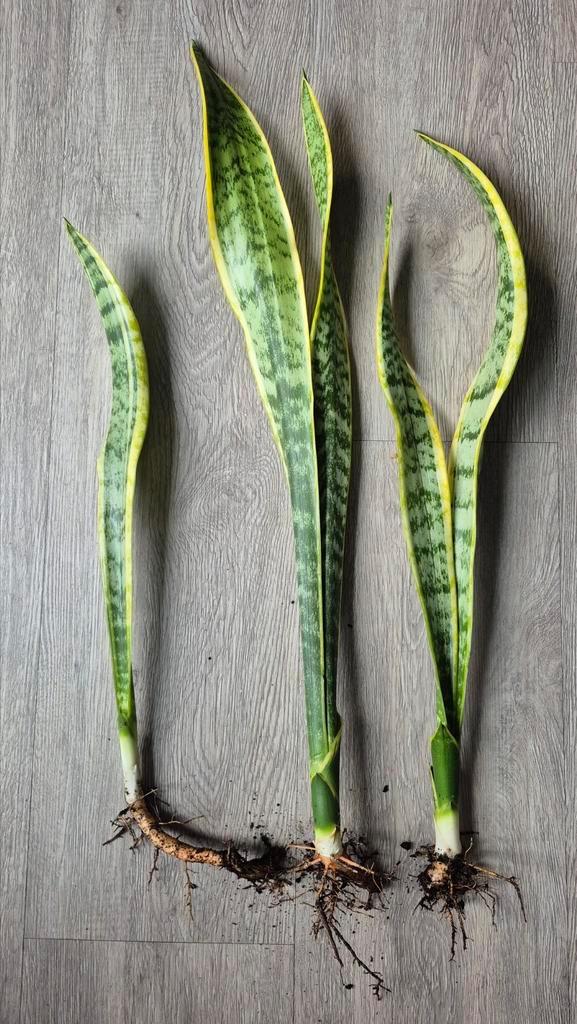 Kamerplant | luchtzuiverende Sanseveria, Huis en Inrichting, Kamerplanten, Overige soorten, Minder dan 100 cm, Groene kamerplant