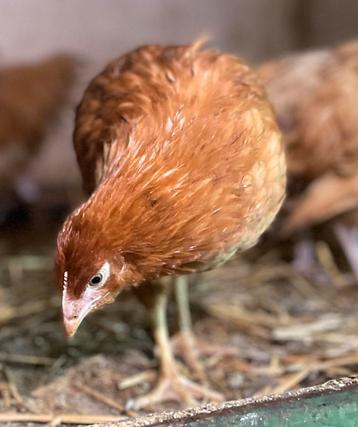 Orpington Buff kuikens beschikbaar voor biedingen