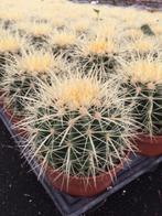 Cactus Echinocactus Grussonii aanbieding 10,5 cm pot, Huis en Inrichting, Kamerplanten, Cactus, Minder dan 100 cm, Ophalen of Verzenden