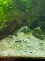 Blauwe garnalen, Dieren en Toebehoren, Kreeft, Krab of Garnaal