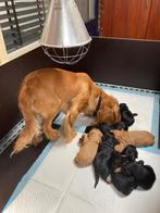 Gezocht!!: cocker spaniël pups van 20-04-2023, Dieren en Toebehoren, Honden | Retrievers, Spaniëls en Waterhonden, Particulier