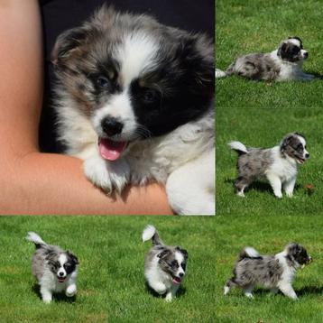Prachtige miniature american shepherd pup beschikbaar voor biedingen