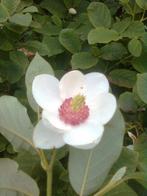 Magnolia kobus   (Noordelijke Japanse magnolia) 180-200 cm, Tuin en Terras, Planten | Bomen, Ophalen, Zomer, Volle zon, Overige soorten