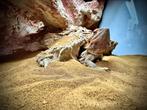 Nieuwe thuis gezocht!, Dieren en Toebehoren, Reptielen en Amfibieën, Hagedis, Met terrarium, 3 tot 6 jaar