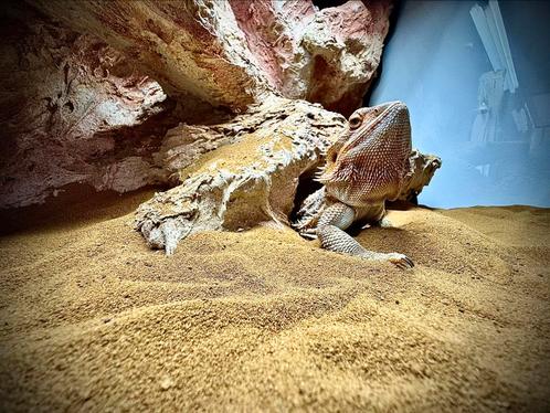 Nieuwe thuis gezocht!, Dieren en Toebehoren, Reptielen en Amfibieën, Hagedis, 3 tot 6 jaar, Met terrarium, Tam