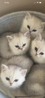 Kitten 2 meisje en 2 jongens  .ontvlooit en ontwormd, Dieren en Toebehoren, Katten en Kittens | Raskatten | Korthaar, Meerdere dieren
