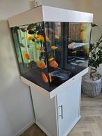 Aquarium LIDO 200 met +Helialux Spectrum LED 700 32 W, Ophalen, Zo goed als nieuw, Leeg aquarium