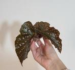 Begonia cracklin rosie, Huis en Inrichting, Kamerplanten, Ophalen of Verzenden, Halfschaduw, Minder dan 100 cm