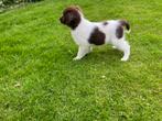 Friese Stabij pup, 8 tot 15 weken, Reu, Nederland, Eén hond