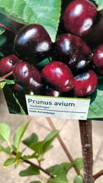Kersenboom, Hedelfinger, zoete kers, Ophalen, Lente, Volle zon, Kersenboom