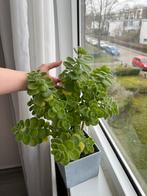 Plectranthus tomentosa (vicks plant, kamerplant), Overige soorten, Ophalen of Verzenden, In pot, Minder dan 100 cm