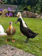 4 Indische loopeenden, Dieren en Toebehoren, Meerdere dieren, Eend