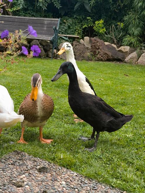 4 Indische loopeenden, Dieren en Toebehoren, Pluimvee, Eend, Meerdere dieren