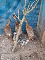 Loopeenden 3 stuks, Dieren en Toebehoren, Pluimvee, Meerdere dieren, Eend