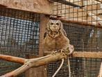 Afrikaanse Oehoe | Bewezen broedkoppels | Bubo Africanus, Dieren en Toebehoren, Vogels | Overige Vogels, Meerdere dieren, Roofvogel