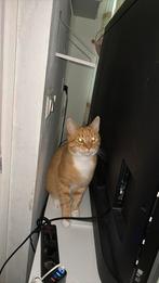 Syperse kater rood & zwart wit - mag gelijk opgehaald worden, Kater