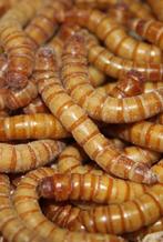 krekels, kakkerlakken, sprinkhaan, meelworm etc evt per post, Dieren en Toebehoren, Reptielen en Amfibieën | Toebehoren, Nieuw