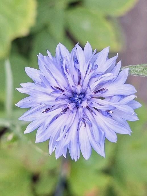 Centaurea cyanus, korenbloem zaden, Tuin en Terras, Bloembollen en Zaden, Volle zon, Ophalen of Verzenden