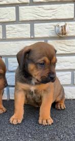 Prachtige Rottweiler x Bully xl pups!!  6 weekjes.., Dieren en Toebehoren, CDV (hondenziekte), Particulier, Meerdere, 8 tot 15 weken