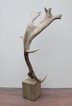 Groot DAMHERT GEWEI op houten sokkel  (ref. B), Verzamelen, Dierenverzamelingen, Ophalen of Verzenden, Gebruikt, Hert, Gewei of Kop