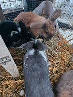 lieve konijntjes 10 weken oud, Dieren en Toebehoren, Konijnen, Geslacht onbekend, Middelgroot, Hangoor, 0 tot 2 jaar