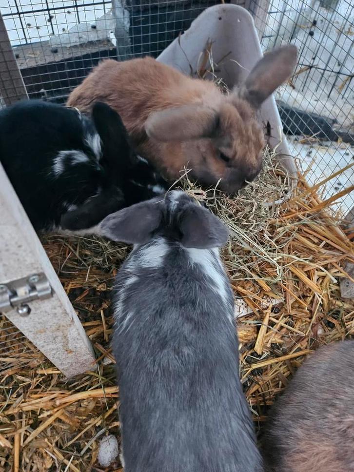 lieve konijntjes 10 weken oud, Dieren en Toebehoren, Konijnen, Middelgroot, Geslacht onbekend, 0 tot 2 jaar, Hangoor