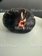 Vijgenboom Ghadanne zwarte vijg uit Noord Marokko, Tuin en Terras, Minder dan 100 cm, Lente, Volle zon, Ophalen of Verzenden