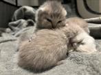 Vijf razuivere britse korthaar kittens, Meerdere dieren
