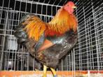 hanen wyandotte kriel haan, Dieren en Toebehoren, Pluimvee, Mannelijk, Kip