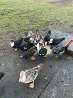 Kaapse eenden muskuseenden bergeenden, Dieren en Toebehoren, Meerdere dieren, Eend