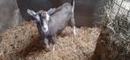 Ongehoorde toggenburger bok, Dieren en Toebehoren, Schapen, Geiten en Varkens, Mannelijk, Geit