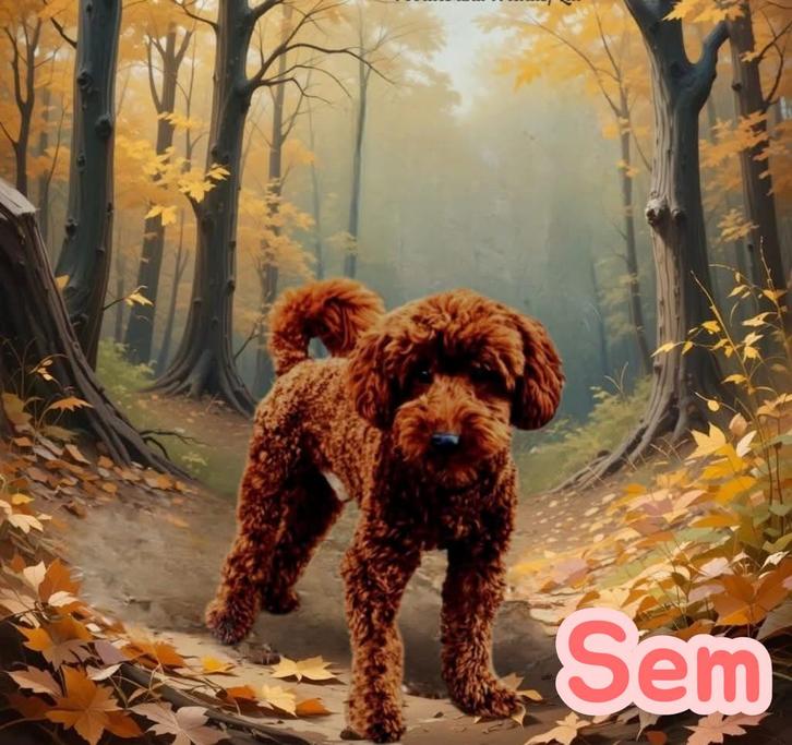 Toy/dwergpoedel dekreu echt donker rood  met fci stamboom, Dieren en Toebehoren, Honden | Dekreuen, Reu, Particulier, Meerdere