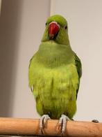 Halsbandparkiet popje, Dieren en Toebehoren, Vogels | Parkieten en Papegaaien, Vrouwelijk, Parkiet, Geringd
