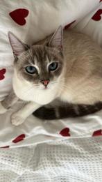 Ragdoll poes, Dieren en Toebehoren, Katten en Kittens | Dekkaters