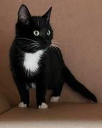 Kitten, Dieren en Toebehoren, Poes, Ontwormd, 0 tot 2 jaar