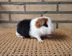 US teddy cavia's beertjes, Dieren en Toebehoren, Knaagdieren, Mannelijk, Cavia, Na 1 juli 2024, Tam